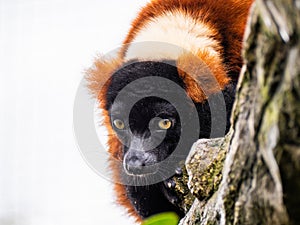 Close-up view of beautiful wild Red lemur high in a tree surrounded by nature. Red ruffed lemur looking at camera