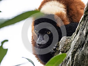 Close-up view of beautiful wild Red lemur high in a tree surrounded by nature. Red ruffed lemur looking at camera
