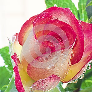Close up view of a beautiful yellow and pink rose with drops of water. Macro image. Fresh beautiful flower as expression