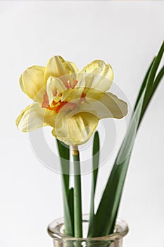 Close up view of beautiful yellow and red narciss flower in bottle isolated on grey