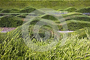 Close up view of beautifully designed hedges
