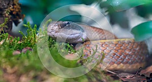 Close-up view of a Beauty rat snake