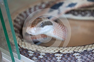 Close-up view of a Beauty rat snake Elaphe taeniura