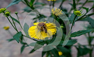 Close up view on a bee collecting pollen on yellow flower