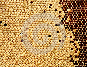 Close up view of bees,bee larvae on honey cells.