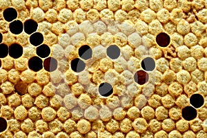 Close up view of bees,bee larvae on honey cells.