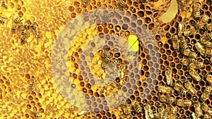 Close-up view of bees in honeycombs.