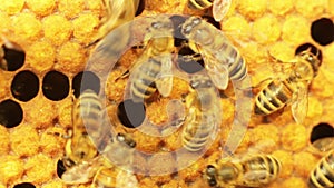 Close-up view of bees in honeycombs. DoF.