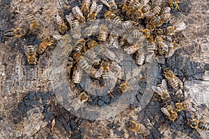 Close up view of bees and wasp swarming on honey drops. Honey drops on vintage wooden background and swarming insects