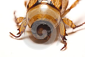 Close up view of the beetle pest - common cockchafer melolontha also known as a May bug or Doodlebug on maple leaf at summer tim