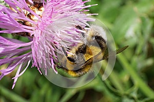 Close-up view from below of yellow-black caucasian bumblebee Bom