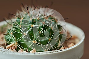 Close-up view of beutiful cactus in the pot