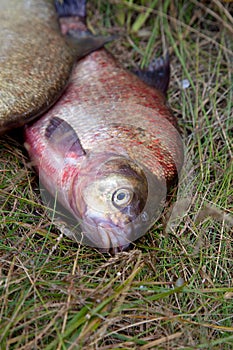 Close up view of big freshwater common bream fish on keepnet