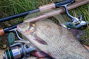 Close up view of big freshwater common bream fish on keepnet