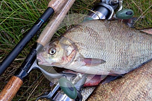 Close up view of big freshwater common bream fish on keepnet