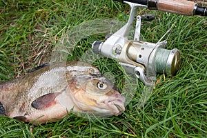 Close up view of big freshwater common bream and fishing rod wit