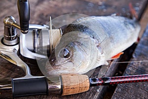 Close up view of big freshwater perch and fishing equipment on w