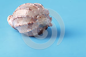 Close up view of big sea shell on plain blue background