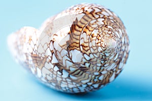 Close up view of big sea shell on plain blue background