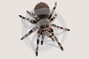 Close up view on the big spider