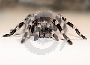 Close up view on the big spider Tarantulas on white and yellow background