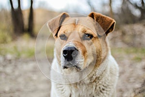 Close-up view of the big stray dog head with beautiful eyes looking into the camera