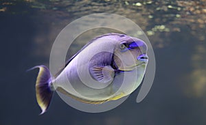 Close-up view of a bignose unicornfish