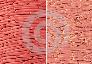 Microscopic biological tissue structures