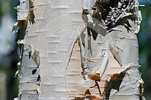 Close-up view of birch tree trunk in sunny weather