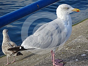 Close-up view of a bird