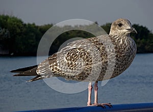 Close-up view of a bird