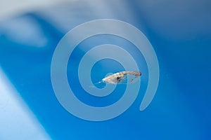 Close-up view of the bird poop dropping on the blue car