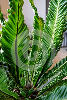 Close Up View of Bird\'s Nest Fern or Asplenium Nidus Plant