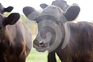 Heard of Cows in a Field