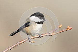 Chickadee Small Bird Close Up View