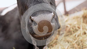 Close up view of a black cow contentedly chewing on hay in a farm setting.