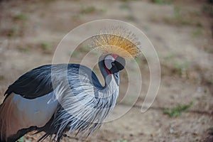 Close-up view of a Black Crowned Crane Balearica pavonina