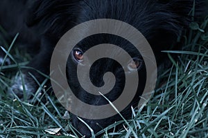 Close up view of a black dog Croatian sheepdog head