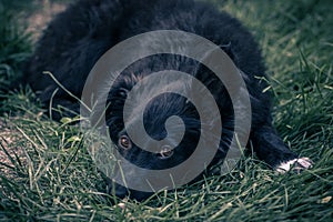 Close up view of a black dog Croatian sheepdog