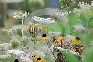 Close up view of black eyed Susan flowers in the wildflower meadow