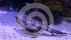 Close up view of the black frog fish walking on land.