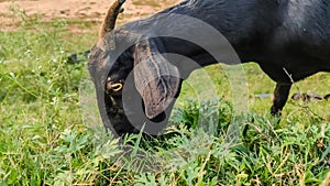 close up view of a black goat