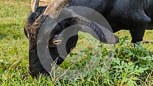 close up view of a black goat