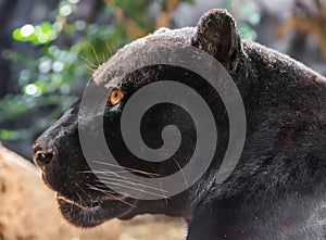 Close-up view of a black Jaguar