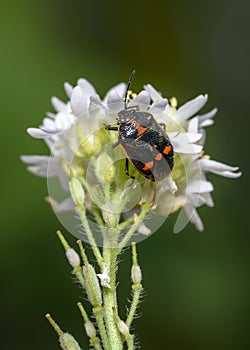Close-up view of a black and orange forest bug that has lost one antenna on a white meadow flower