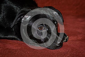 Close up view of a black puppy head, looking sad.