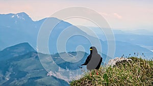 Close up view of black ravens on top of Feistritzer Spitze (Hochpetzen) with scenic view of majestic mountain peaks Karawanks photo