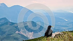 Close up view of black ravens on top of Feistritzer Spitze (Hochpetzen) with scenic view of majestic mountain peaks Karawanks photo