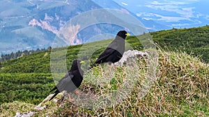 Close up view of black ravens on top of Feistritzer Spitze (Hochpetzen) with scenic view of majestic mountain peaks Karawanks