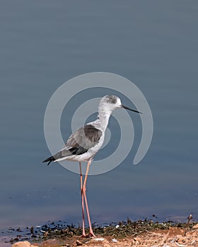 Black winged Stilt bird in the lake